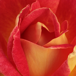 Онлайн магазин за рози - Червено - Жълт - Чайно хибридни рози  - дискретен аромат - Pоза Пикадили - Самюел Дара Макгриди IV - Тулерантна към суророво време